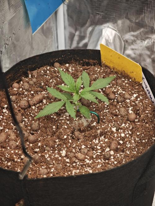 Fastbuds G2S1 Frostbanger. Week 6