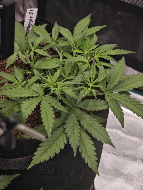 Fastbuds G2S1 Frostbanger. Week 6