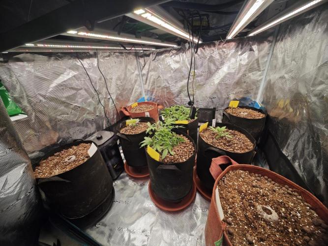 Fastbuds G2S3 Apple strudel. Week 6