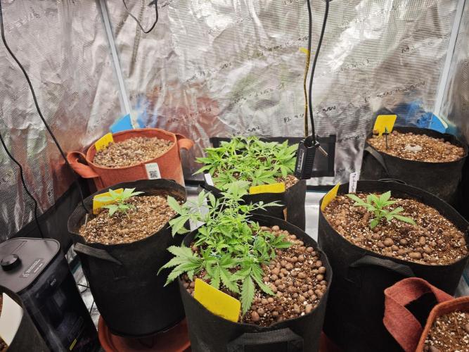 Fastbuds G2S3 Apple strudel. Week 6