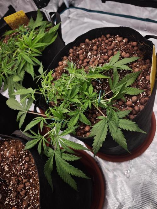 Fastbuds G2S3 Apple strudel. Week 6