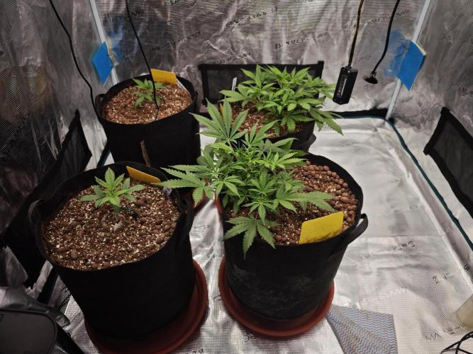 Fastbuds G2S3 Apple strudel. Week 6
