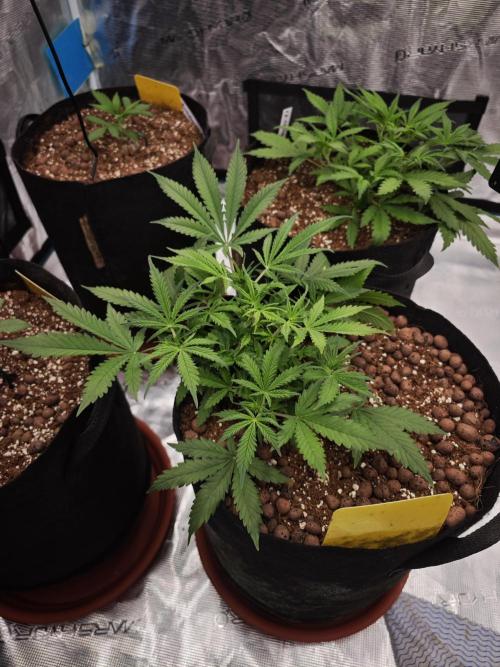 Fastbuds G2S3 Apple strudel. Week 6