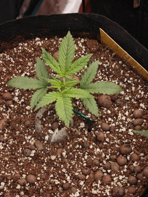 Fastbuds G2S3 Apple strudel. Week 6