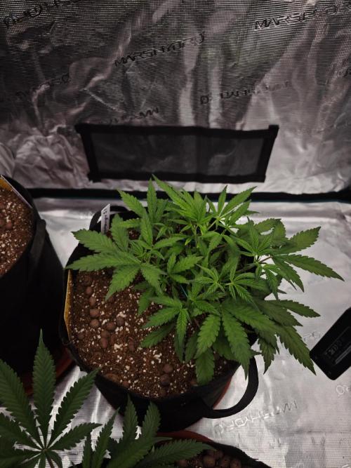 Fastbuds G2S1 Frostbanger. Week 6