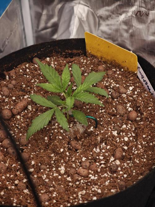 Fastbuds G2S1 Frostbanger. Week 6