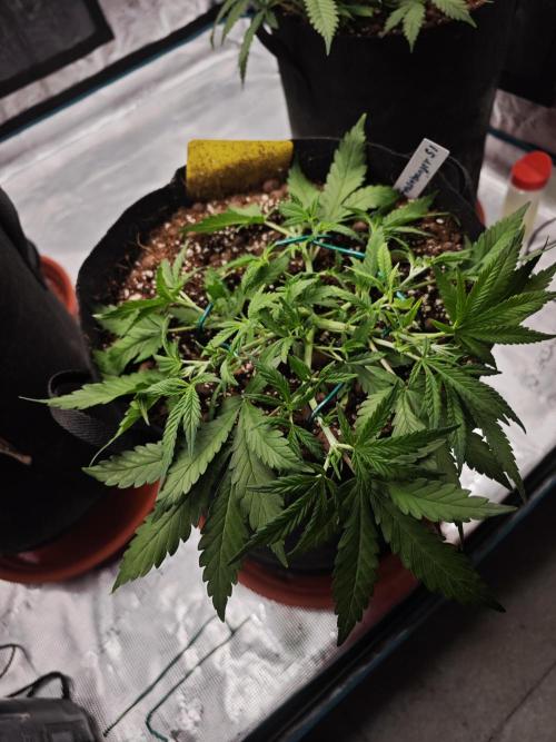 Fastbuds G2S1 Frostbanger. Week 6