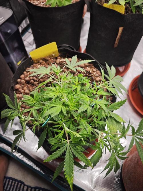 Fastbuds G2S3 Apple strudel. Week 6