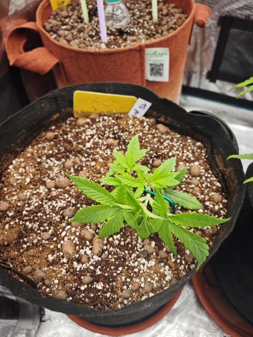 Fastbuds G2S3 Apple strudel. Week 6