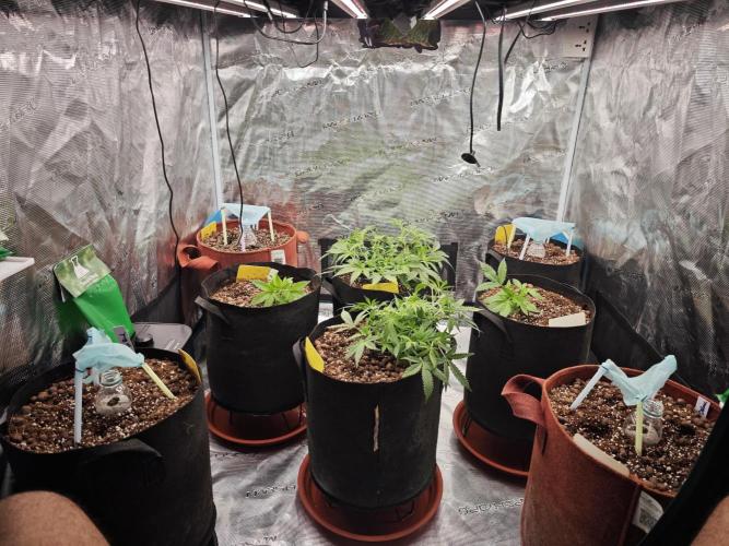Fastbuds G2S3 Apple strudel. Week 6