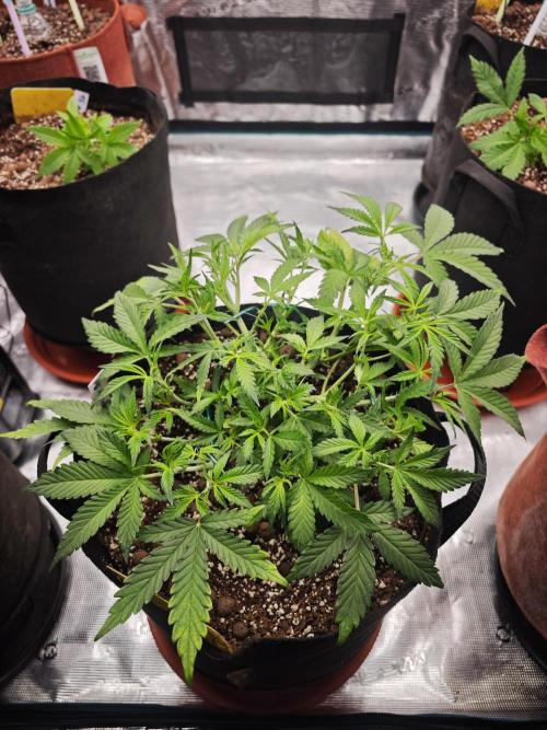 Fastbuds G2S1 Frostbanger. Week 6