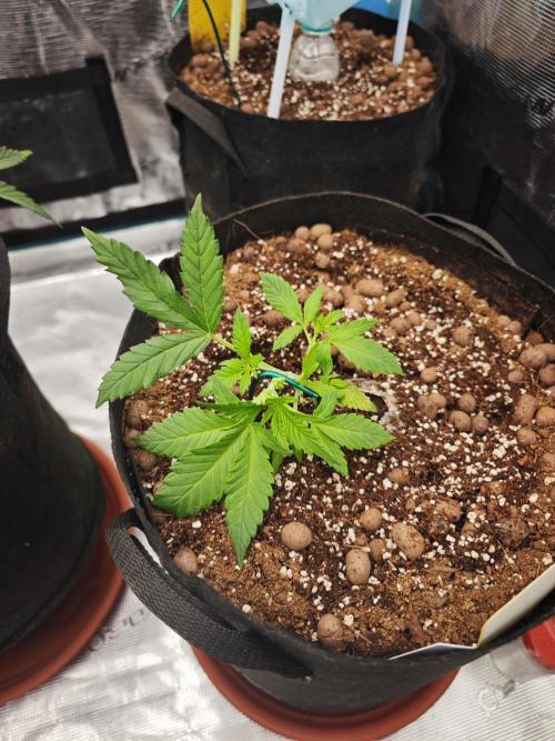 Fastbuds G2S1 Frostbanger. Week 6
