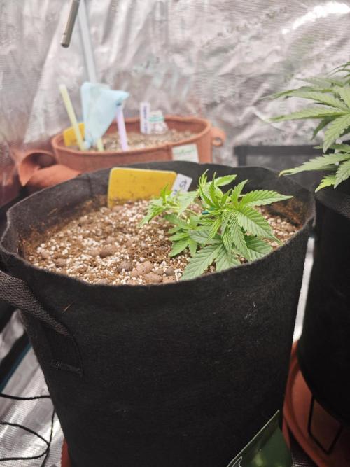 Fastbuds G2S3 Apple strudel. Week 6