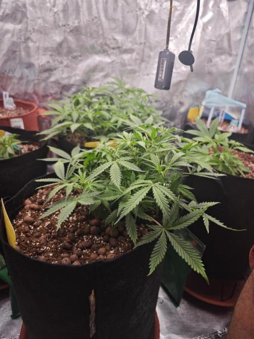 Fastbuds G2S3 Apple strudel. Week 6