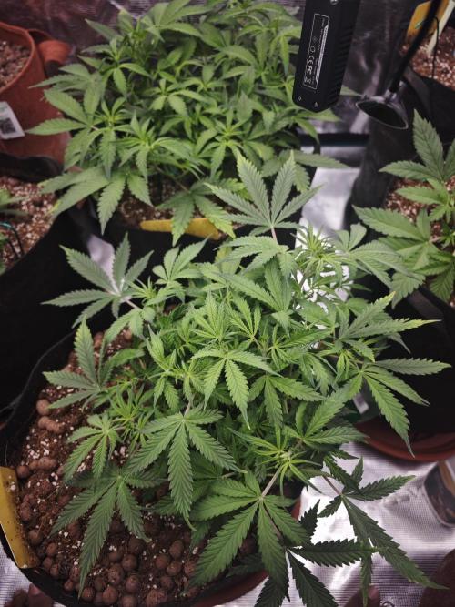 Fastbuds G2S3 Apple strudel. Week 6
