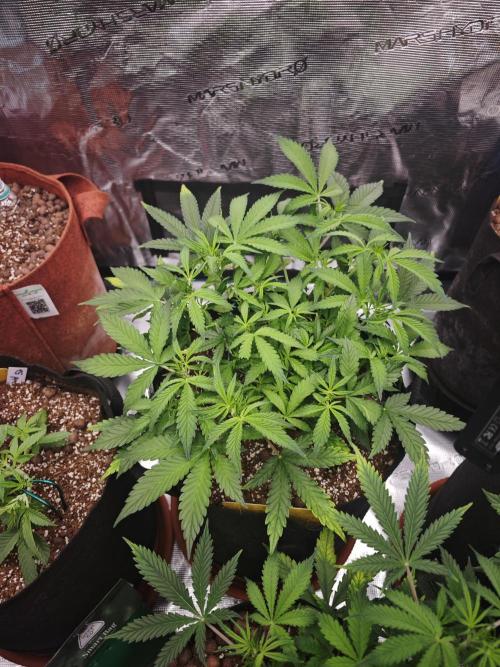 Fastbuds G2S1 Frostbanger. Week 6