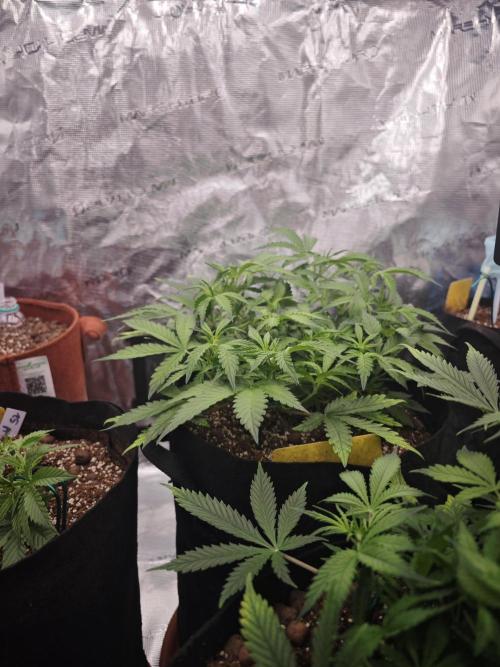 Fastbuds G2S1 Frostbanger. Week 6