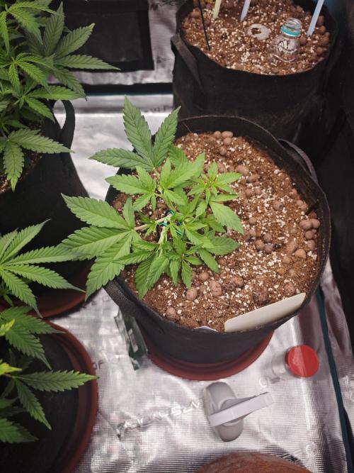 Fastbuds G2S1 Frostbanger. Week 6