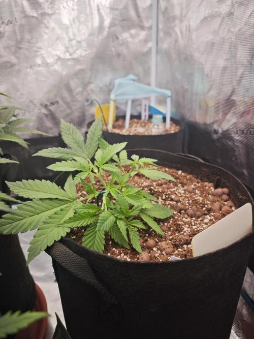 Fastbuds G2S1 Frostbanger. Week 6