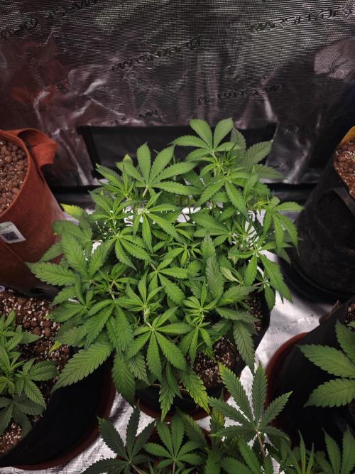Fastbuds G2S1 Frostbanger. Week 7