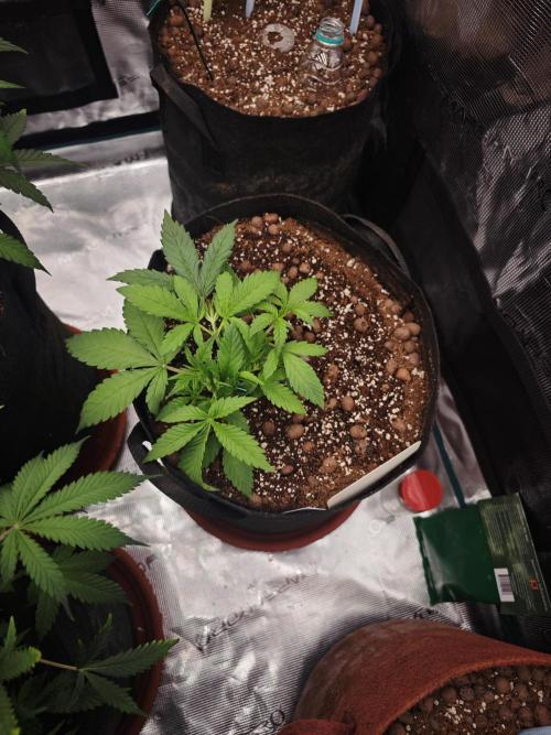 Fastbuds G2S1 Frostbanger. Week 7
