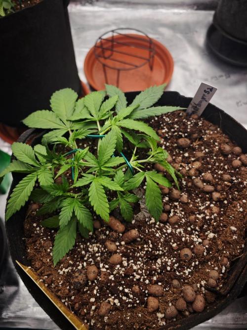 Fastbuds G2S1 Frostbanger. Week 7