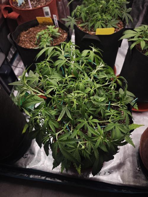 Fastbuds G2S1 Frostbanger. Week 7