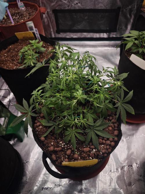 Fastbuds G2S3 Apple strudel. Week 7