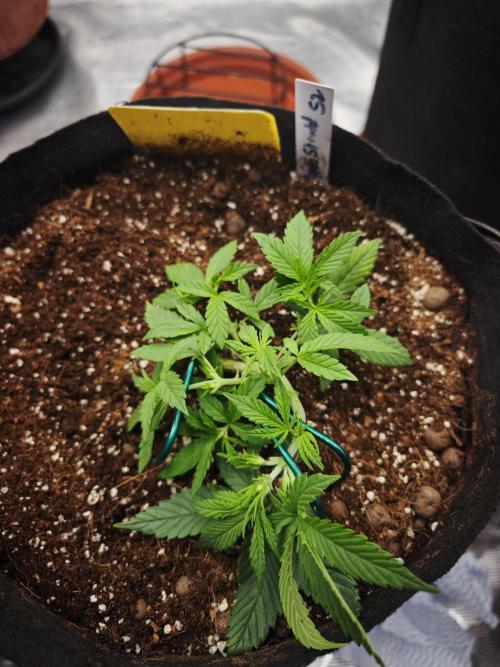 Fastbuds G2S3 Apple strudel. Week 7