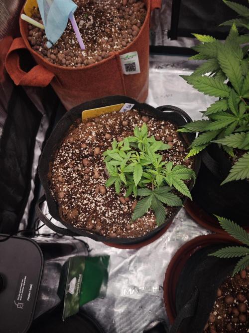 Fastbuds G2S3 Apple strudel. Week 7