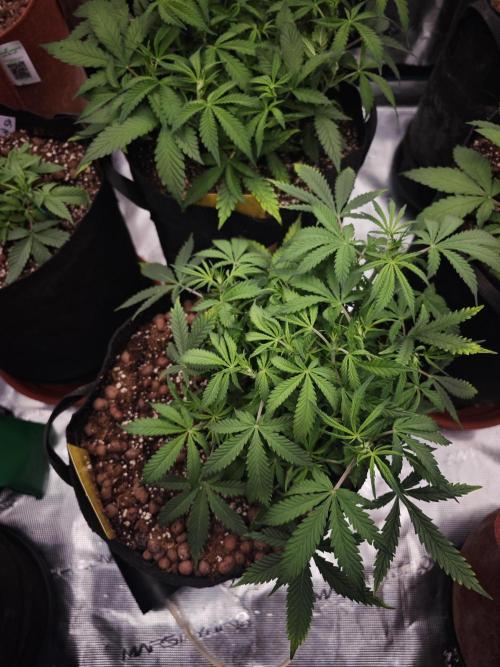 Fastbuds G2S3 Apple strudel. Week 7