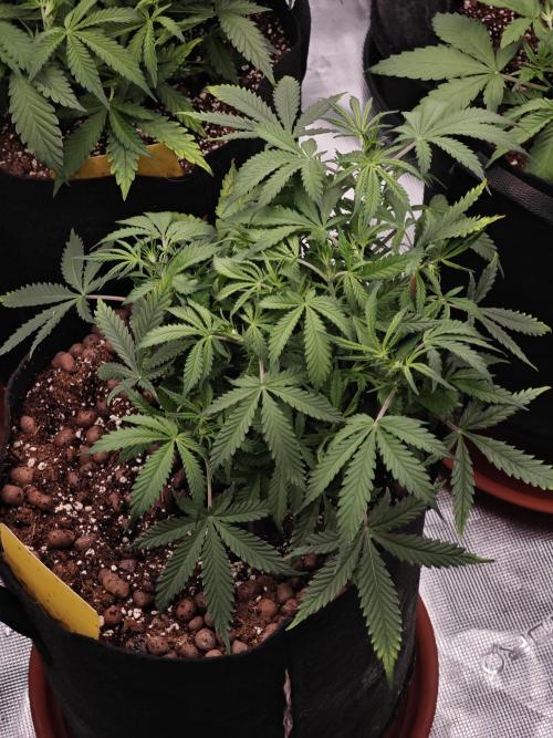 Fastbuds G2S3 Apple strudel. Week 7
