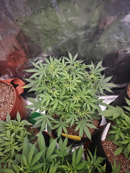 Fastbuds G2S1 Frostbanger. Week 7