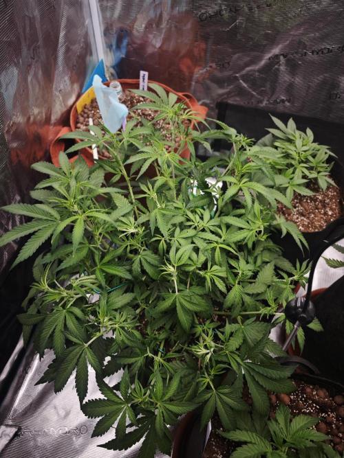 Fastbuds G2S1 Frostbanger. Week 7