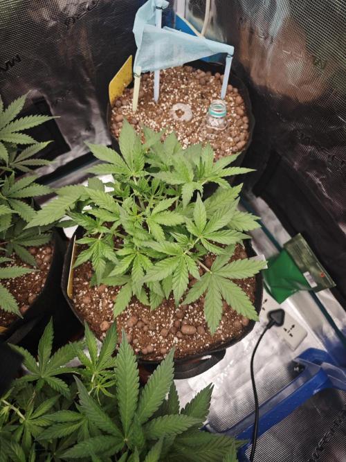 Fastbuds G2S1 Frostbanger. Week 7