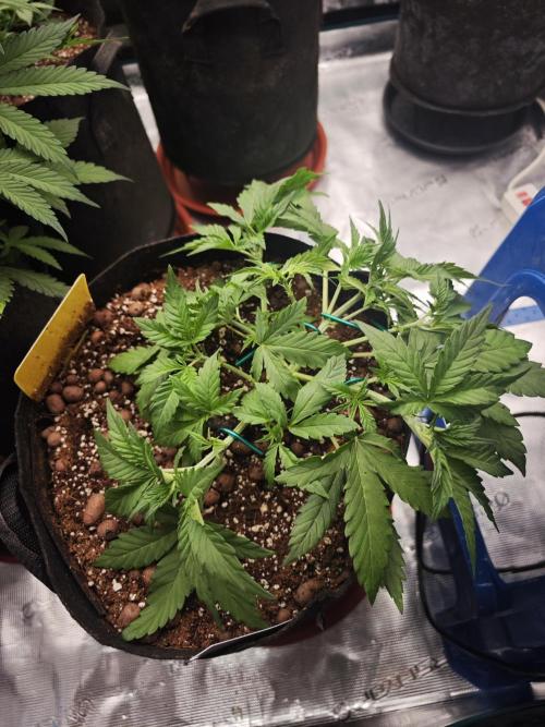 Fastbuds G2S1 Frostbanger. Week 7