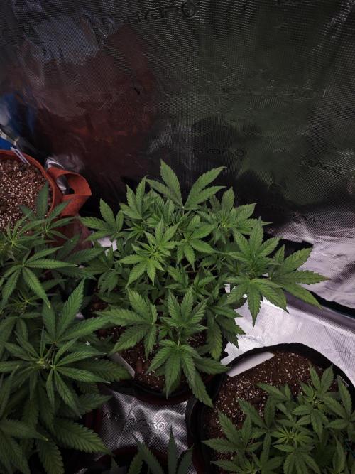 Fastbuds G2S1 Frostbanger. Week 8