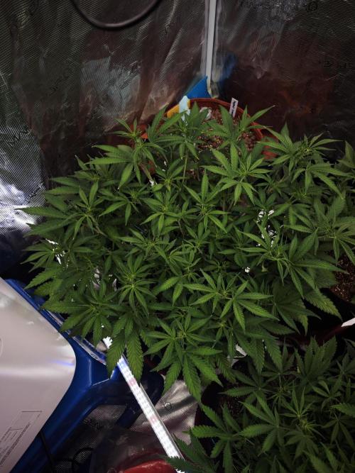 Frostbanger Auto. Week 8