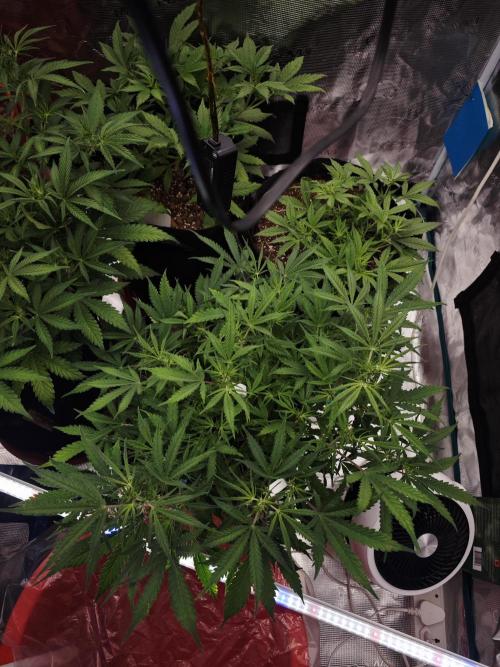 Fastbuds G2S3 Apple strudel. Week 8