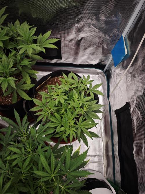 Apple Strudel Auto. Week 8