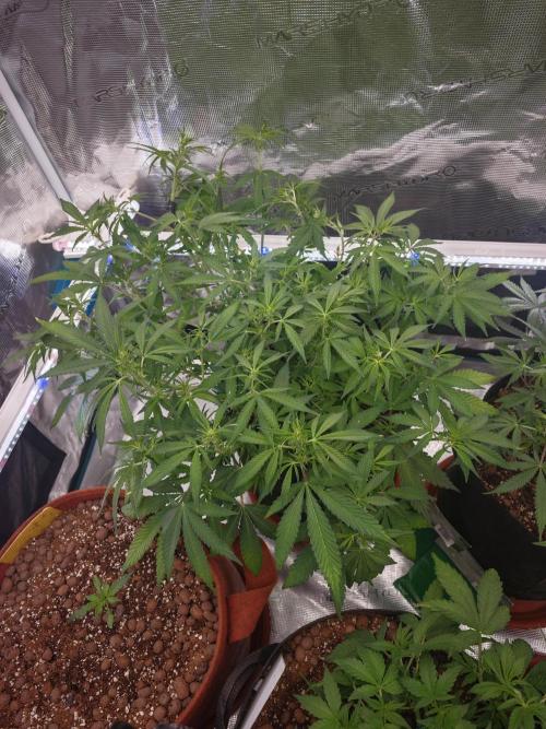 Fastbuds G2S1 Frostbanger. Week 8