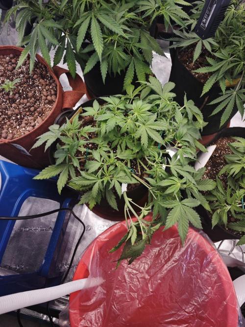 Frostbanger Auto. Week 8
