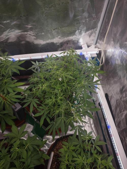 Fastbuds G2S3 Apple strudel. Week 8