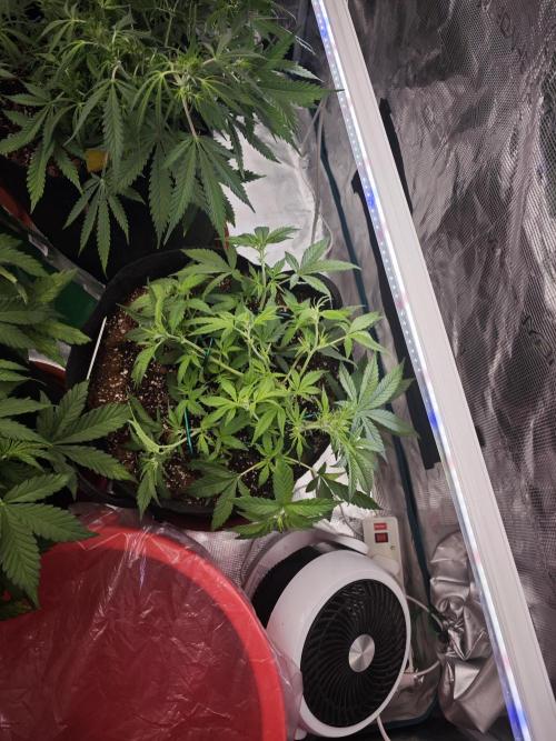 Apple Strudel Auto. Week 8