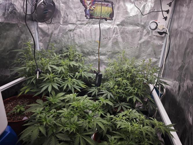 Fastbuds G2S1 Frostbanger. Week 8