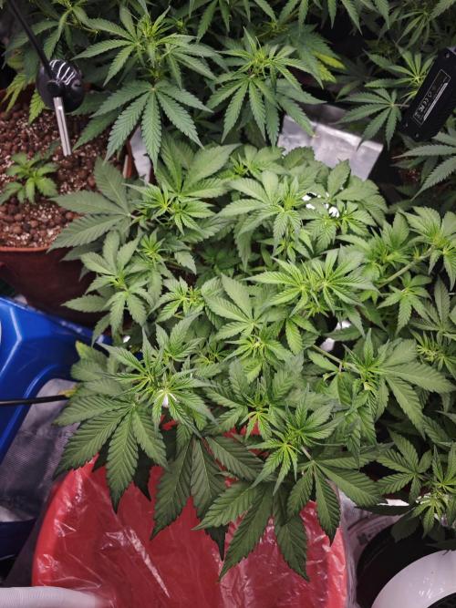 Fastbuds G2S1 Frostbanger. Week 8