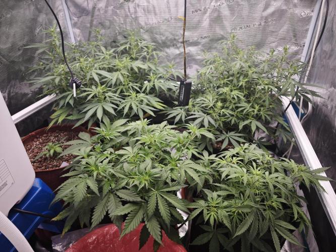 Fastbuds G2S3 Apple strudel. Week 8