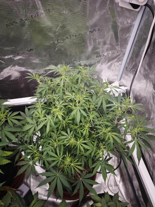 Fastbuds G2S3 Apple strudel. Week 8