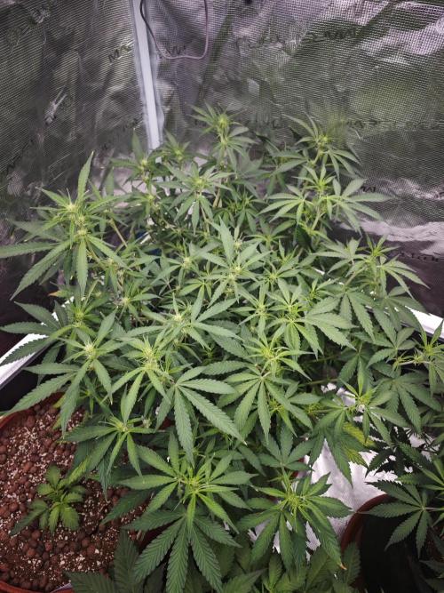 Apple Strudel Auto. Week 8