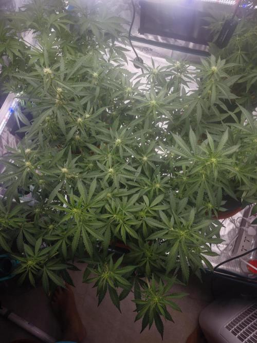 Fastbuds G2S1 Frostbanger. Week 9